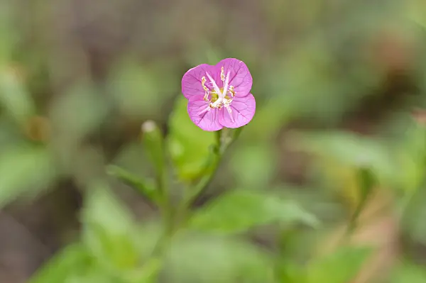 489030 - Pink evening primrose (Oenothera rosea)