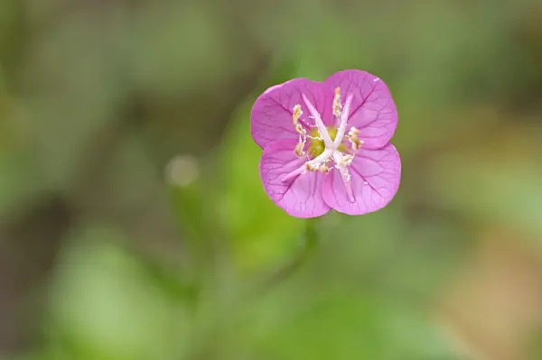 489031 - Pink evening primrose (Oenothera rosea)