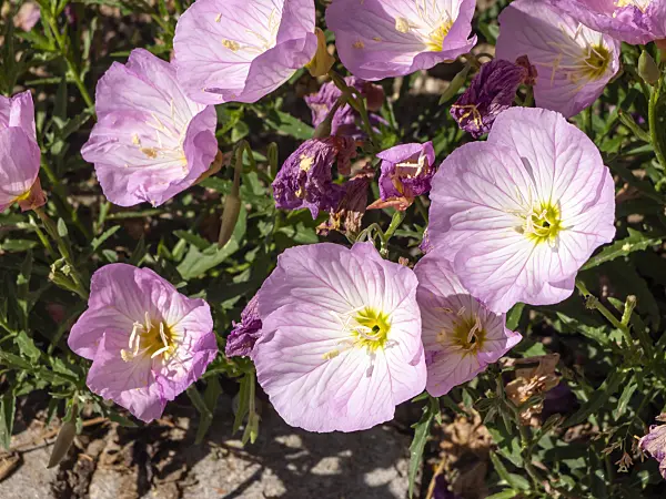 439365 - Pink evening primrose (Oenothera speciosa 'Siskiyou')