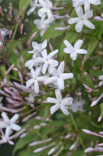 482033 - Pink jasmine (Jasminum polyanthum)