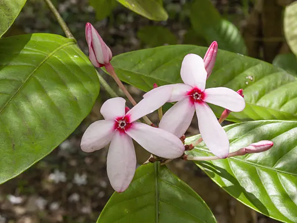 411231 - Pink kopsia (Kopsia fruticosa)