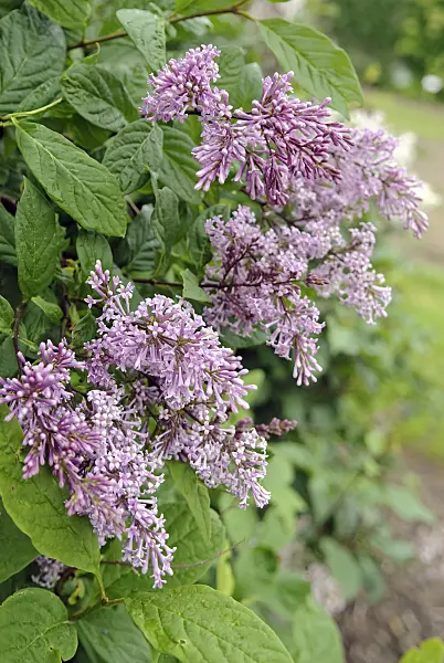 490179 - Pink pearl lilac (Syringa x swegiflexa)