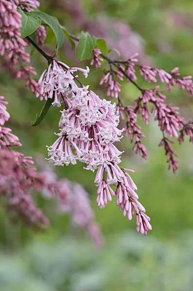 520482 - Pink pearl lilac (Syringa x swegiflexa)