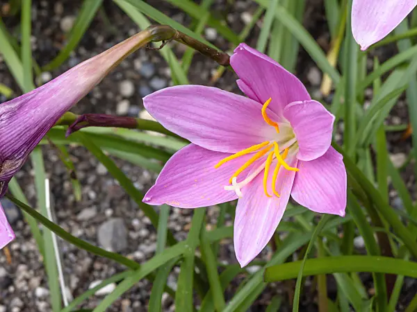 450022 - Pink rain lily (Zephyranthes grandiflora)