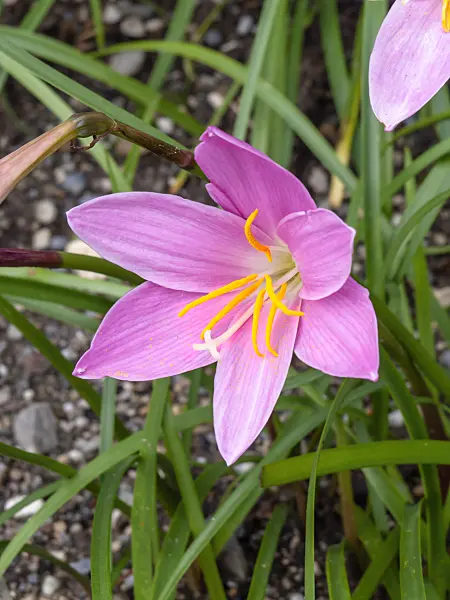 450023 - Pink rain lily (Zephyranthes grandiflora)