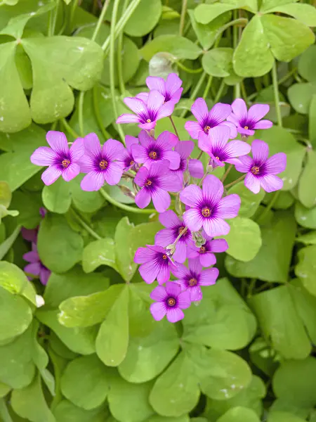 437351 - Pink sorrel (Oxalis articulata)