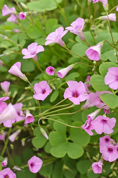 474480 - Pink sorrel (Oxalis articulata 'Pink Pillow')