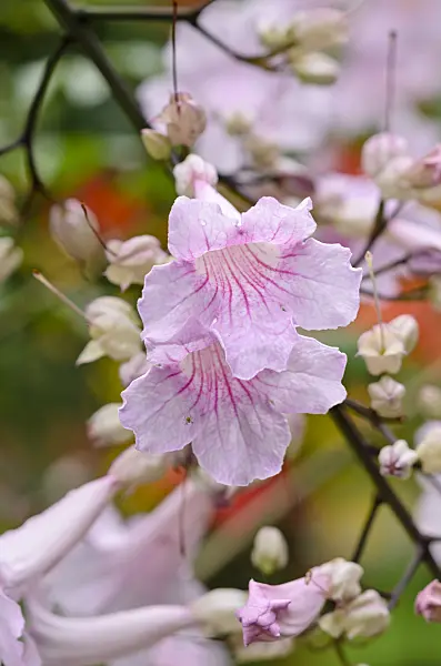 535123 - Pink trumpet vine (Podranea ricasoliana)