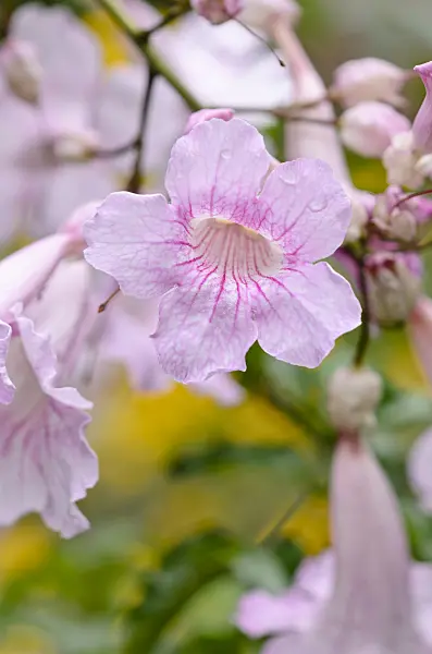535124 - Pink trumpet vine (Podranea ricasoliana)