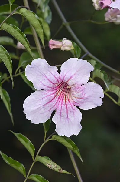 564174 - Pink trumpet vine (Podranea ricasoliana)