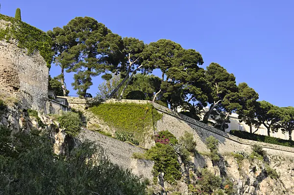 533097 - Pins (Pinus) en bordure de la vieille ville, Monaco