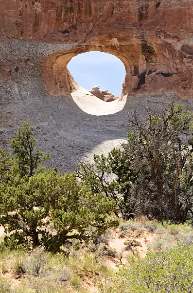 508273 - Pinyon-Kiefer (Pinus edulis) am Tunnel Arch, Nationalpark Arches, Utah, USA