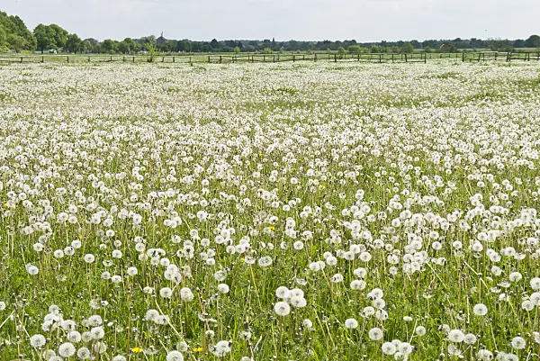532009 - Pissenlit commun (Taraxacum officinale)