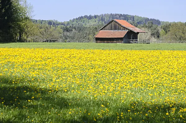 556030 - Pissenlit commun (Taraxacum officinale)