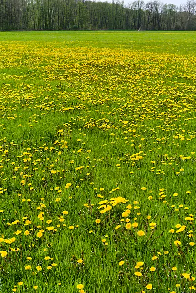 671003 - Pissenlit commun (Taraxacum officinale)