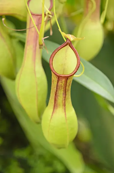 523064 - Pitcher plant (Nepenthes alata)