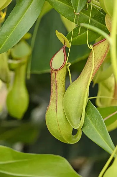 523065 - Pitcher plant (Nepenthes alata)