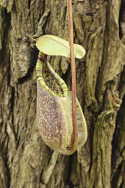 467009 - Pitcher plant (Nepenthes Mizuho Kondo)