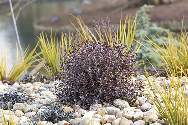 625317 - Pittospore de Nouvelle-Zélande (Pittosporum tenuifolium 'Tom Thumb')