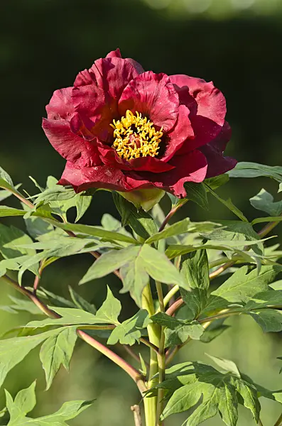 496090 - Pivoine arbustive (Paeonia x lemoinei 'Boreas')