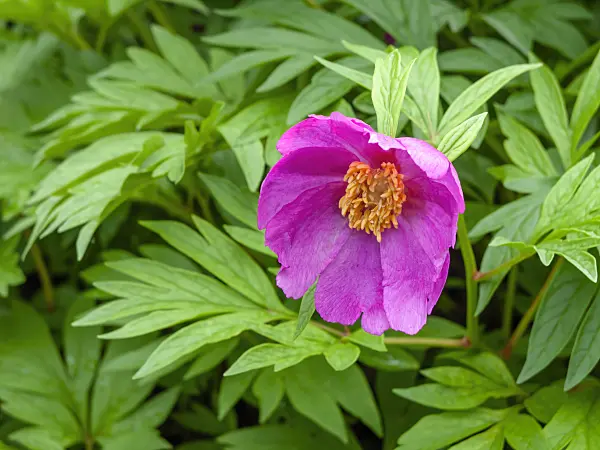 448069 - Pivoine de Veitch (Paeonia veitchii)