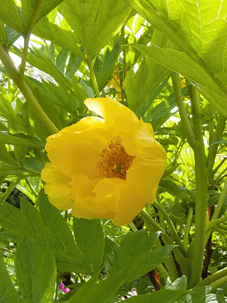 401171 - Pivoine jaune (Paeonia lutea)
