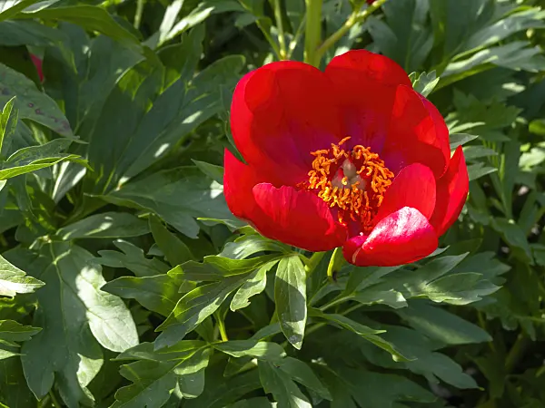 438155 - Pivoine mâle (Paeonia mascula subsp. russoi)
