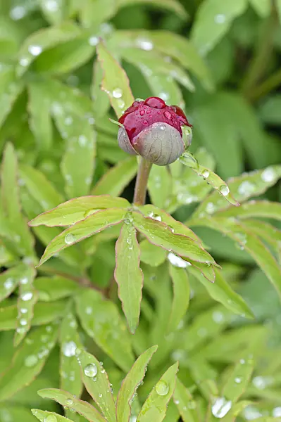 484131 - Pivoine officinale (Paeonia officinalis)