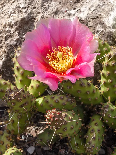 426193 - Plains prickly pear (Opuntia polyacantha)