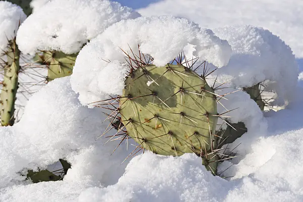 468011 - Plains prickly pear (Opuntia polyacantha)