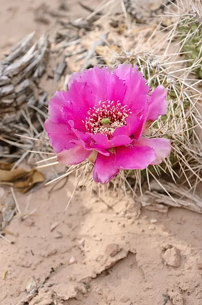 508302 - Plains prickly pear (Opuntia polyacantha)