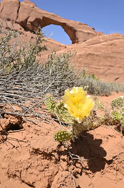 508282 - Plains prickly pear (Opuntia polyacantha) at Skyline Arch, Arches National Park, Utah, USA