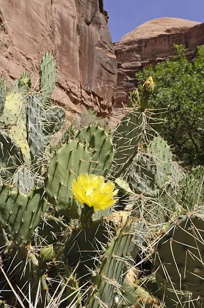 508325 - Plains prickly pear (Opuntia polyacantha), Hunters Canyon, Utah, USA