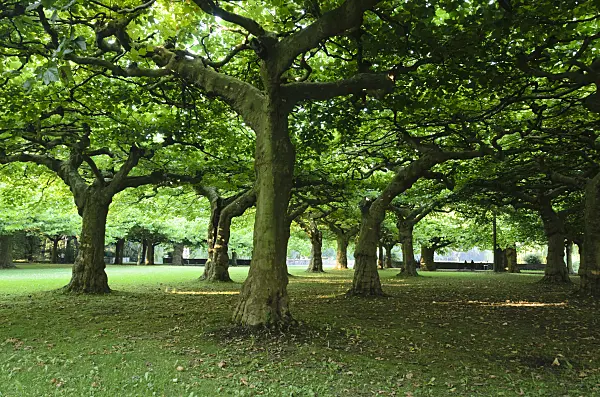 534451 - Planes (Platanus)