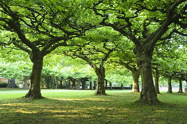534452 - Planes (Platanus)