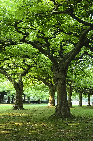 534453 - Planes (Platanus)