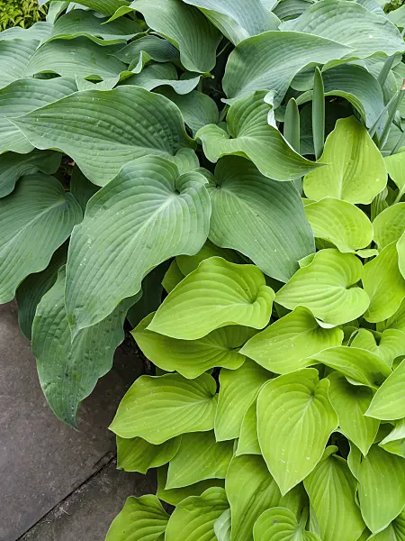 425065 - Plantain lilies (Hosta)