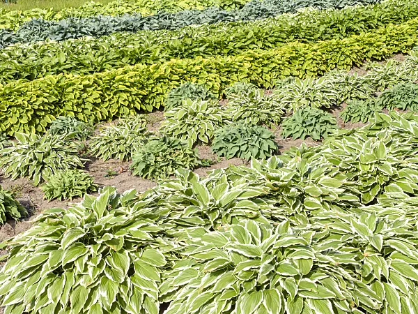 485152 - Plantain lilies (Hosta)