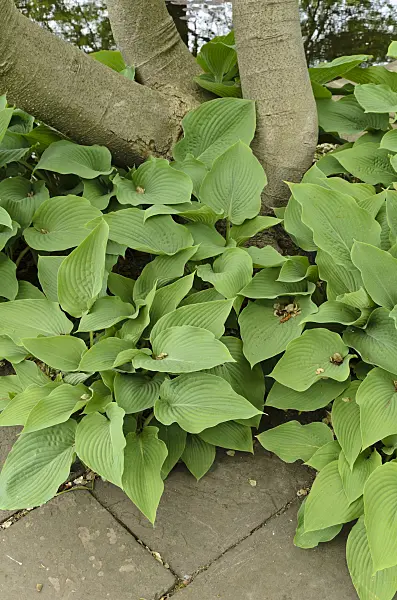 496069 - Plantain lilies (Hosta)