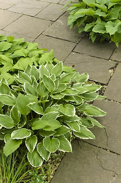 496070 - Plantain lilies (Hosta)