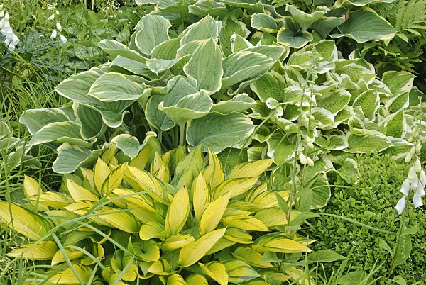 518028 - Plantain lilies (Hosta)