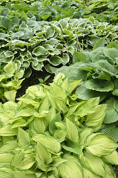 520454 - Plantain lilies (Hosta)