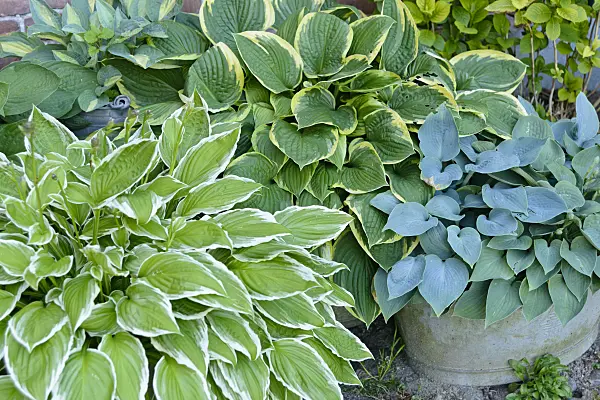 558264 - Plantain lilies (Hosta)