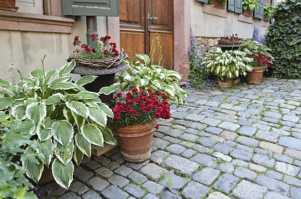 521162 - Plantain lilies (Hosta) and pinks (Dianthus) in flower tubs