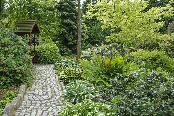 517108 - Plantain lilies (Hosta) and royal fern (Osmunda regalis)