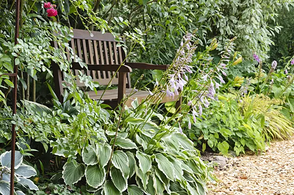 474100 - Plantain lilies (Hosta) besides a garden bench