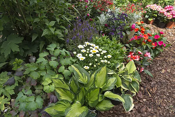 534241 - Plantain lilies (Hosta), daisies (Leucanthemum), garden heliotrope (Heliotropium arborescens) and buzy Lizzie (Impatiens walleriana)
