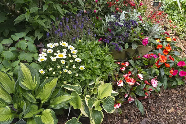 534242 - Plantain lilies (Hosta), daisies (Leucanthemum), garden heliotrope (Heliotropium arborescens) and buzy Lizzie (Impatiens walleriana)