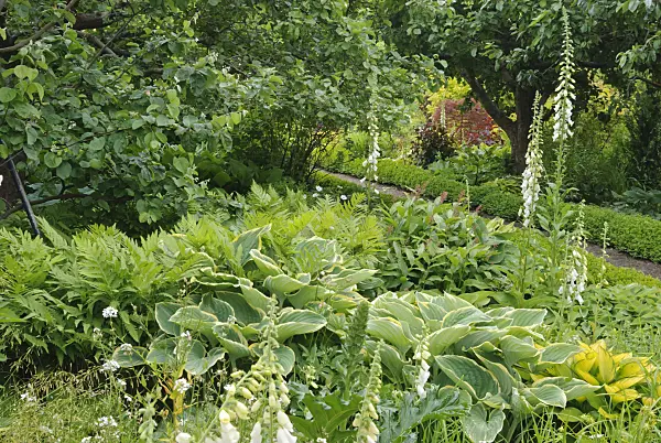 518027 - Plantain lilies (Hosta), false spikenard (Maianthemum racemosum syn. Smilacina racemosa) and common foxglove (Digitalis purpurea)
