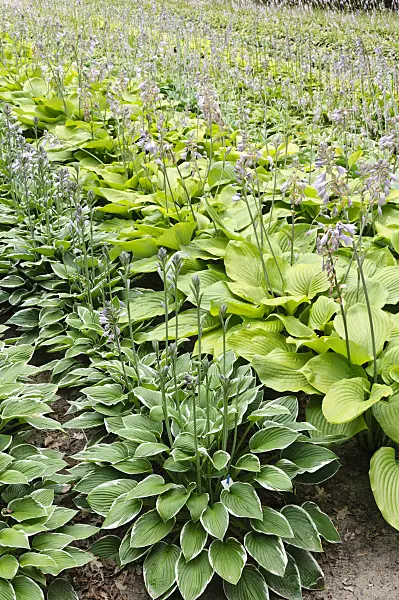 474194 - Plantain lilies (Hosta fortunei 'Francee' and Hosta Sum and Substance)